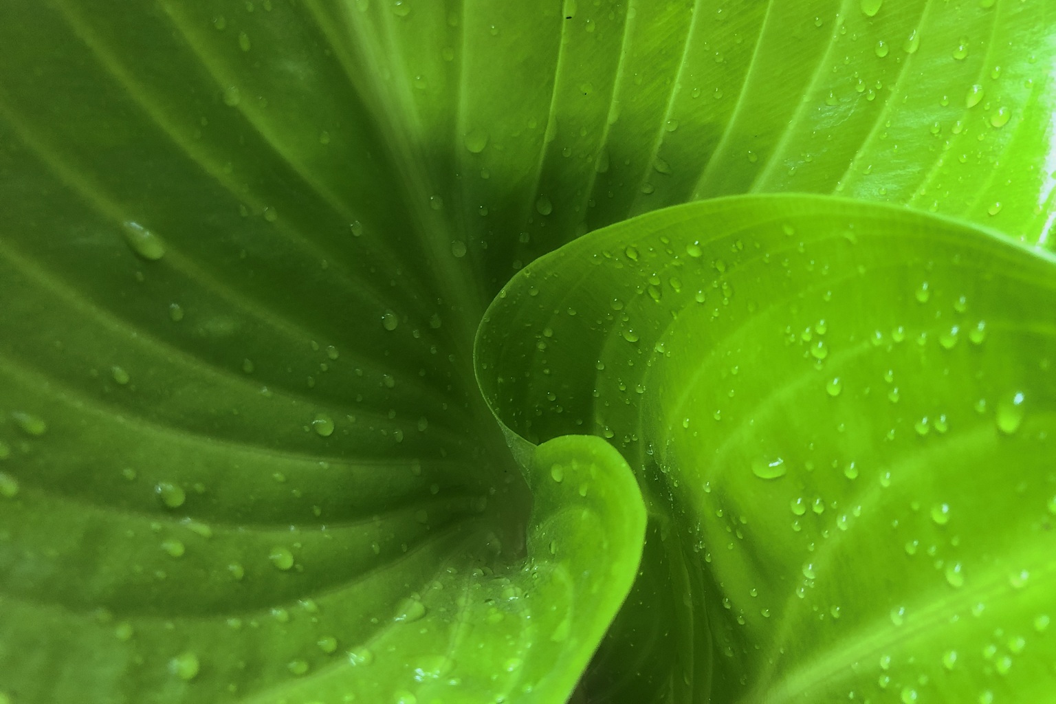 Water drop on green tropical leaf background