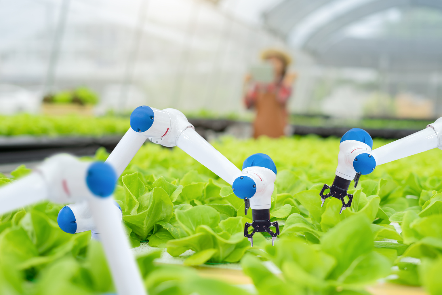 Automatic robot mechanical arm and hands woman holding tablet on blurred organic farm background