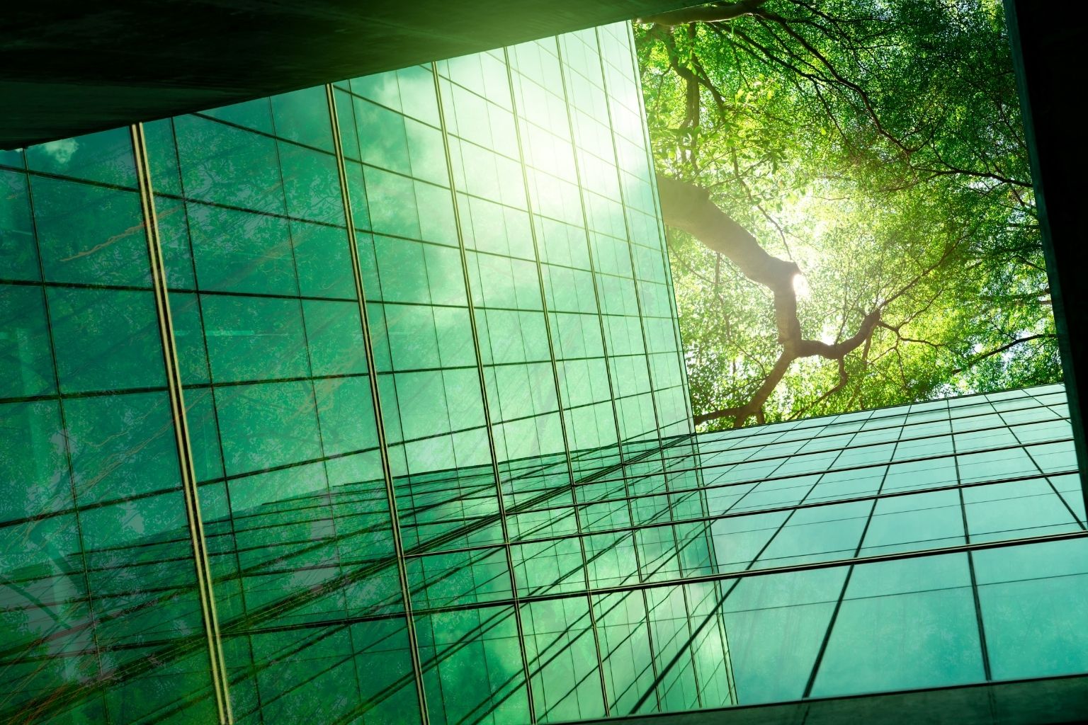 Bureaux vitrés arbres en fond et lumière du soleil