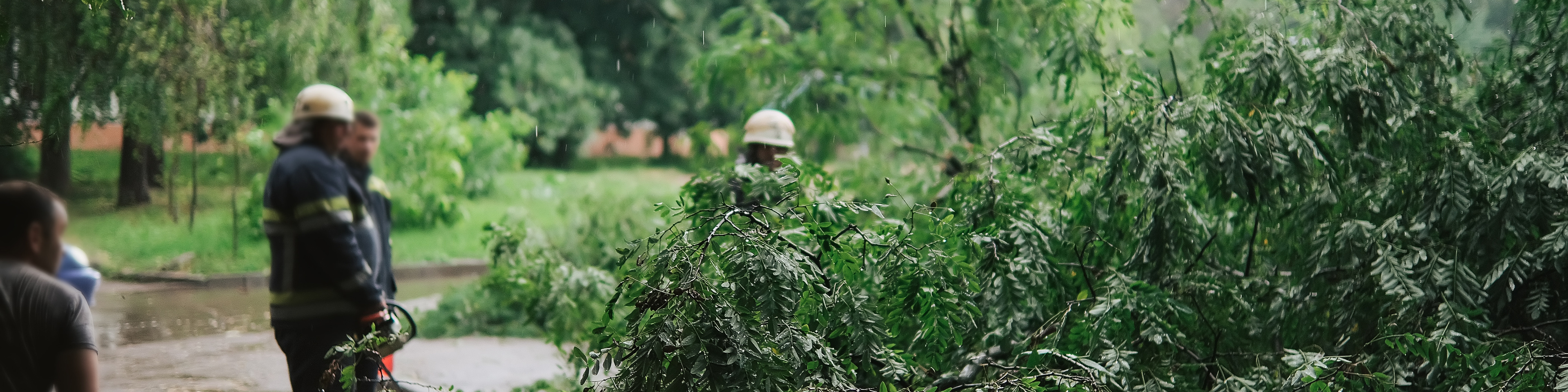 firefighters-help-clean-up-fallen-tree-on-cars-after-storm