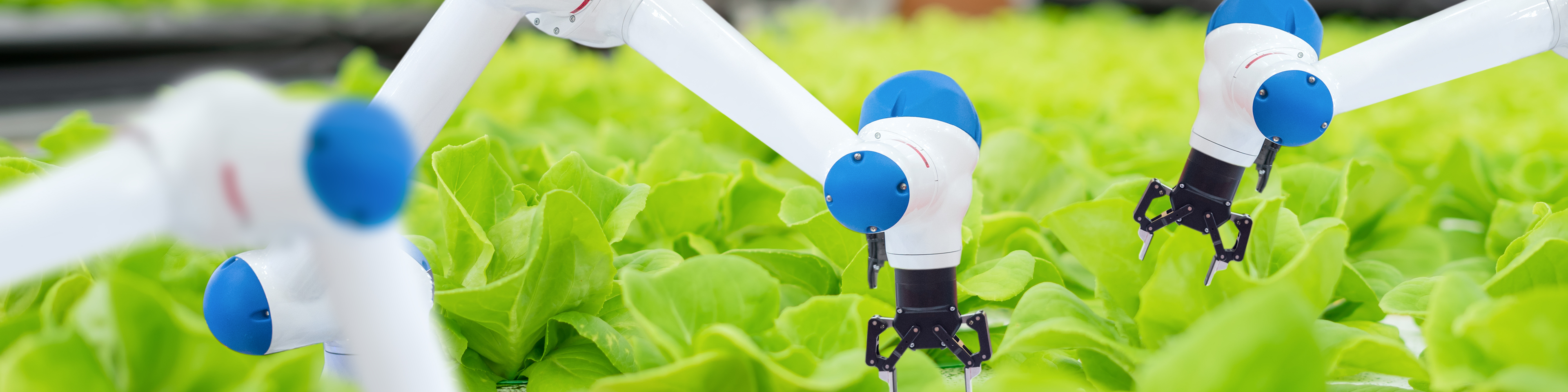 Automatic robot mechanical arm and hands woman holding tablet on blurred organic farm background