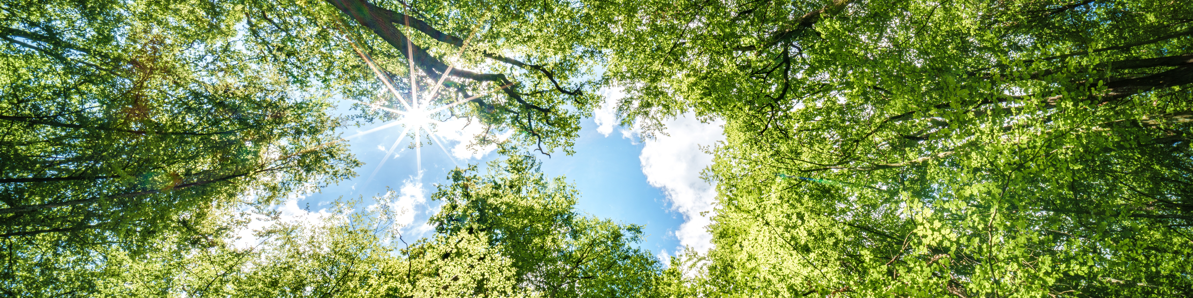 Observing the sunlight filtering through the trees in a forest, surrounded by a natural landscape of terrestrial plants, trunks, twigs, grass, and various shades of wood