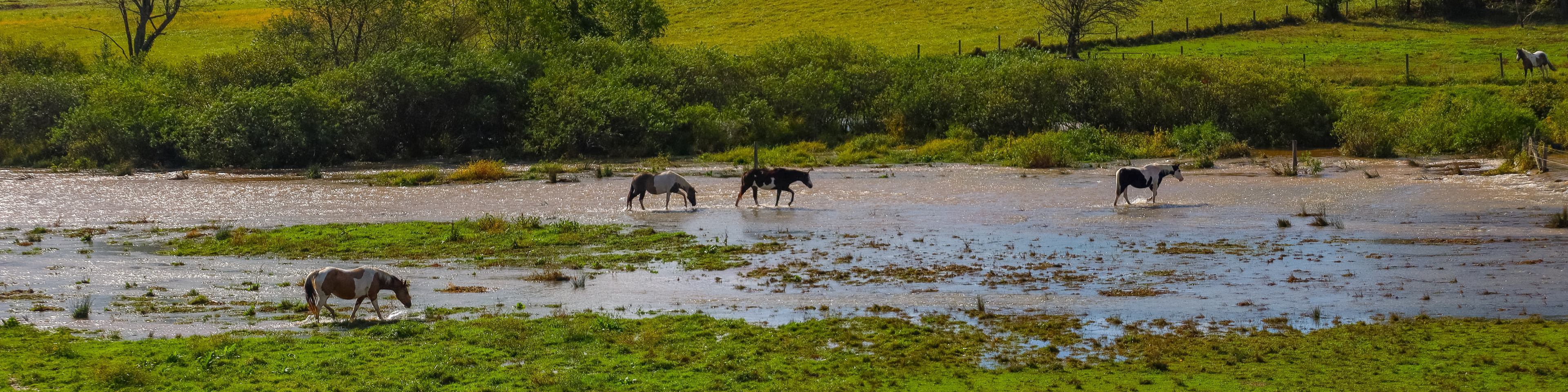 Horses walking through flooded fields