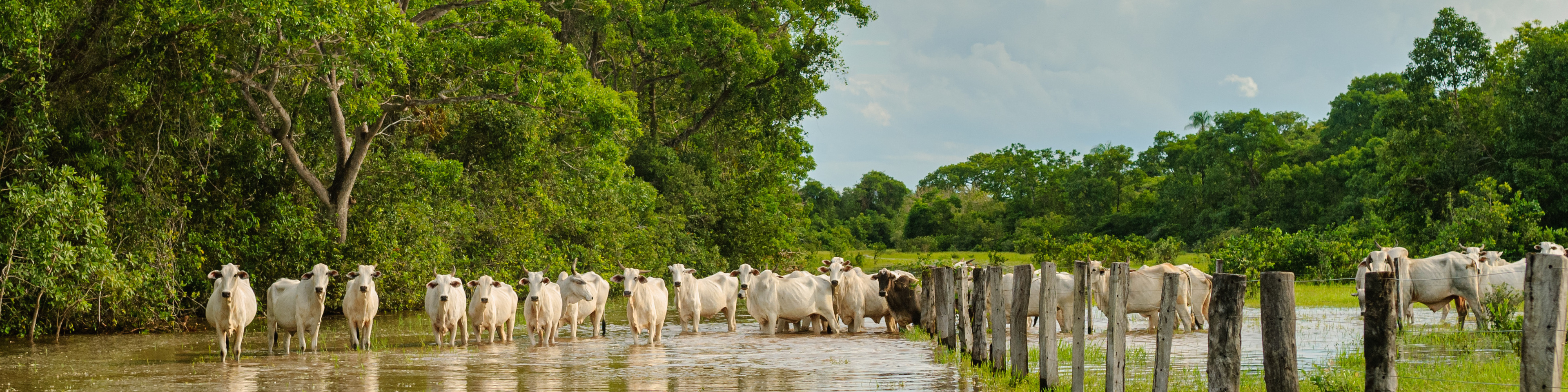 Cattle crossing a flooded area