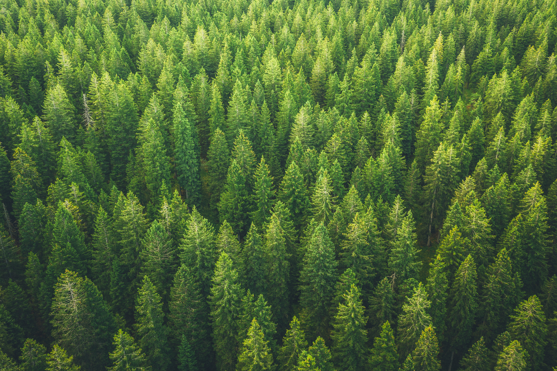 Aerial view on green pine forest.