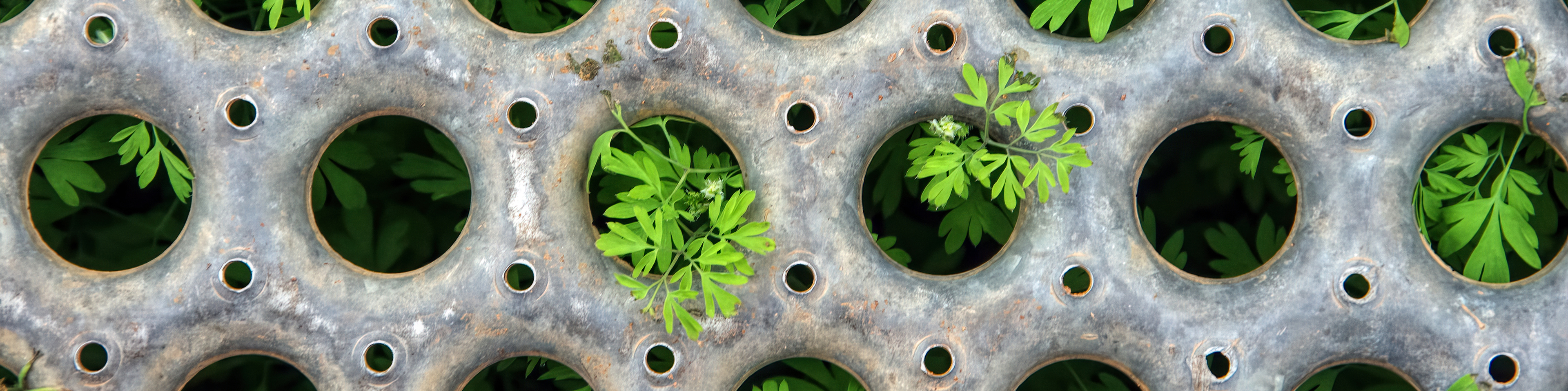 Young plants sprout through the round holes in a metal grate 