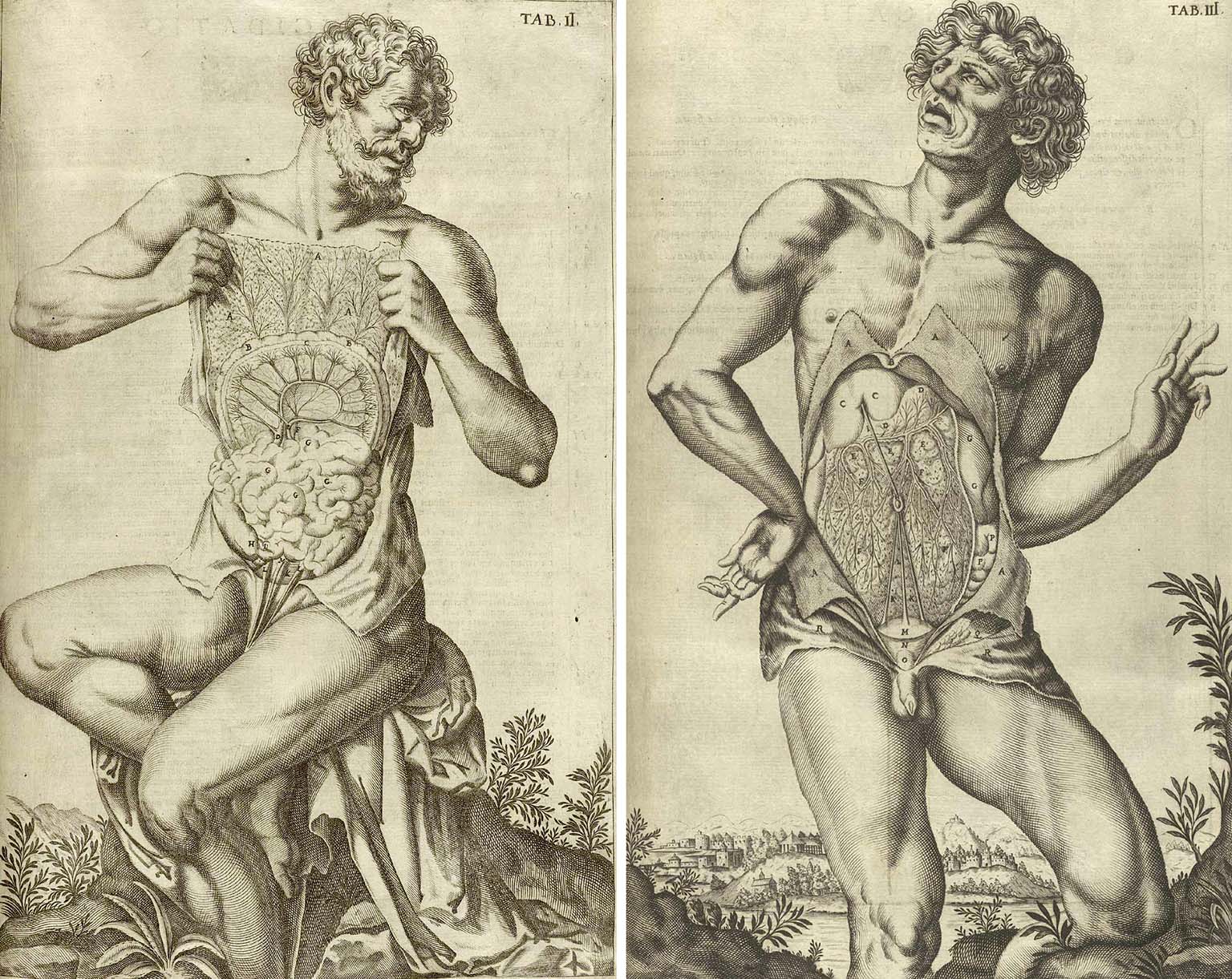 historical anatomy drawings