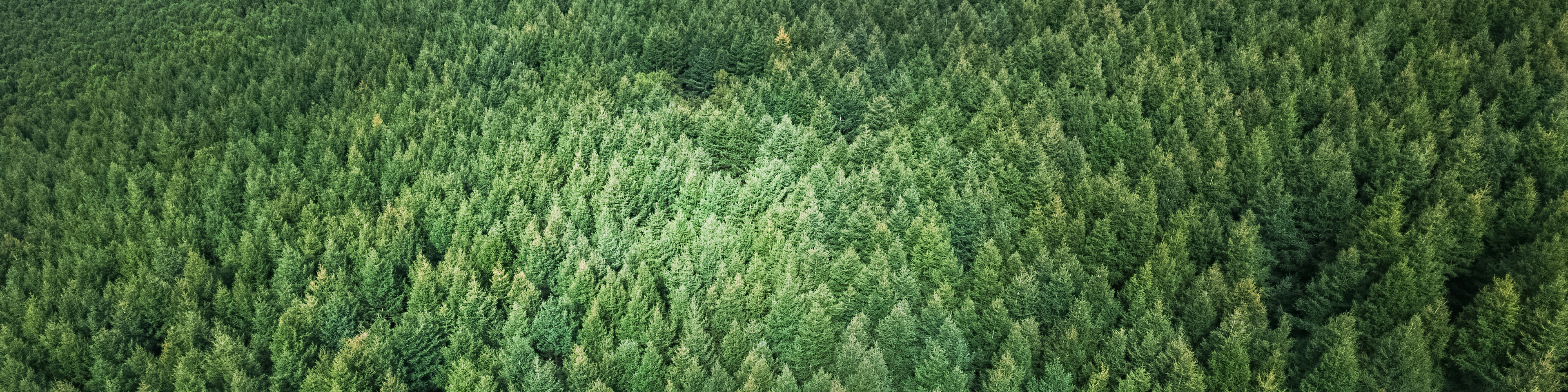 Aerial View of Nature Forest,