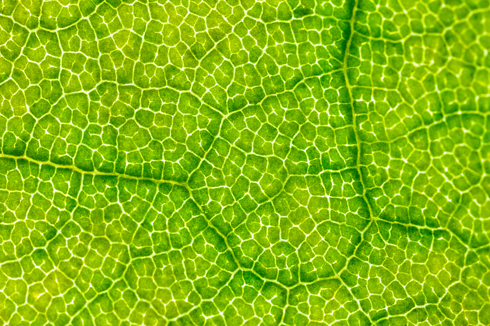 Extreme close-up of leaf, green color, 5x magnification, back lit