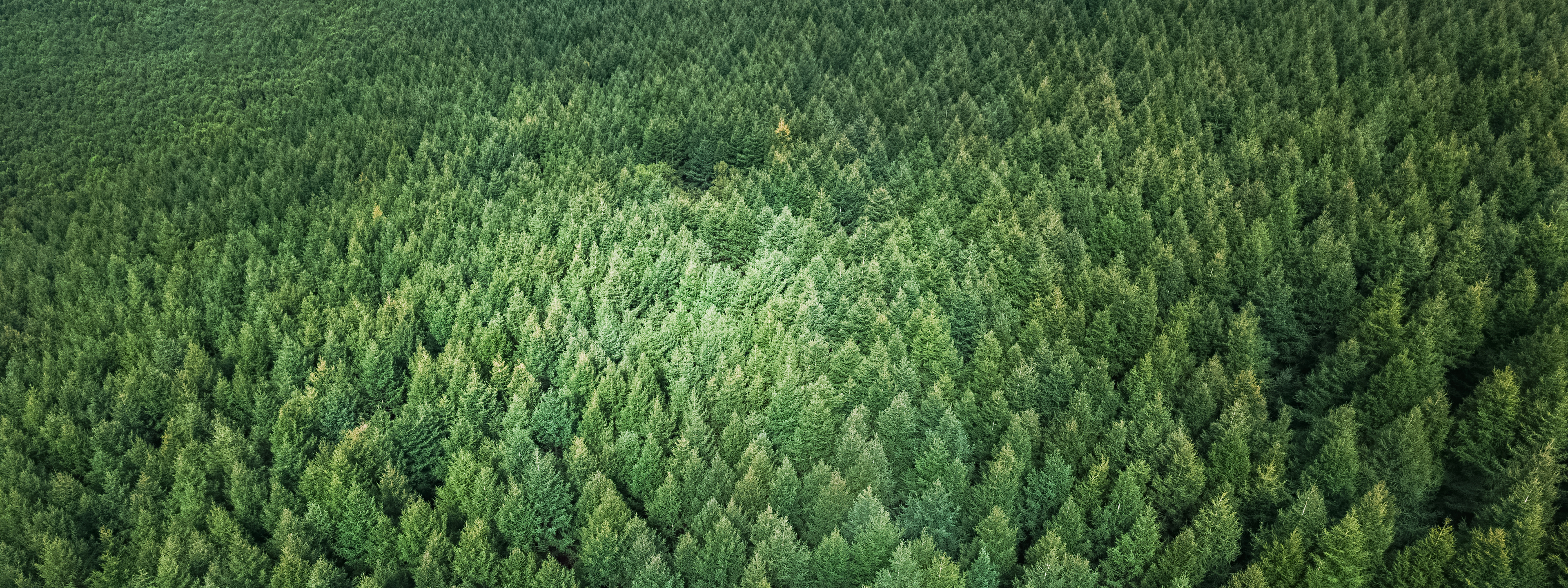 Aerial View of Nature Forest,