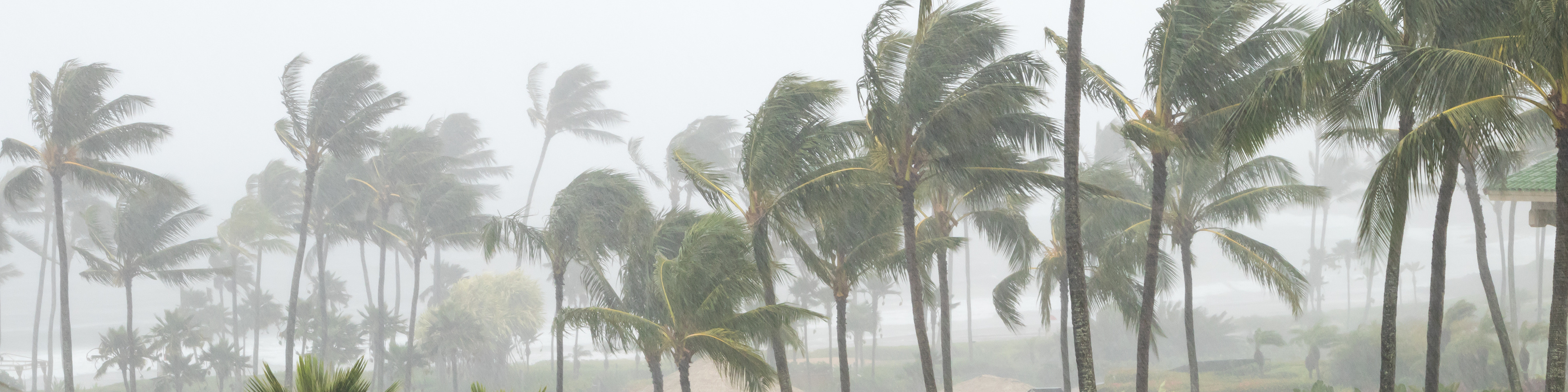 Palm trees blowing in strong winds