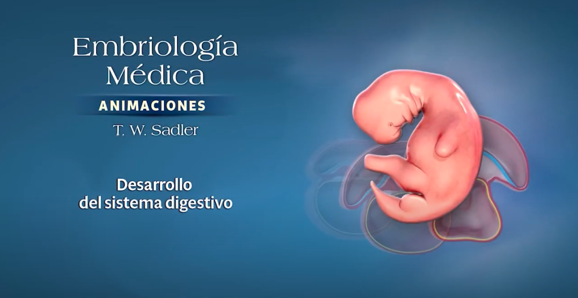 Cover image for Embriologia Medica - Dessarrollo del sistem digestivo