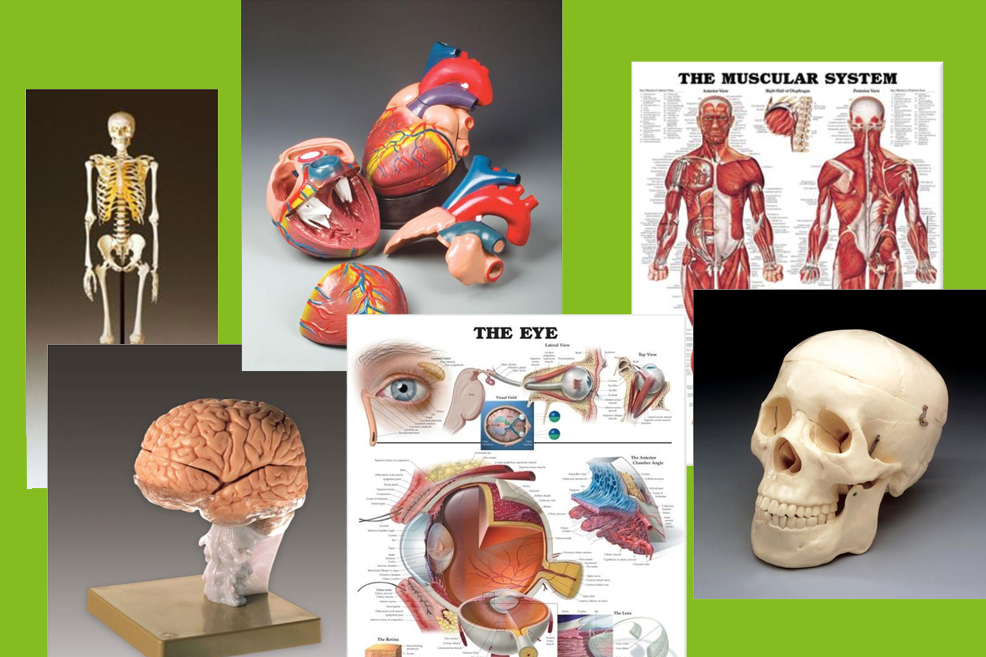 Collage sample of anatomy charts and models