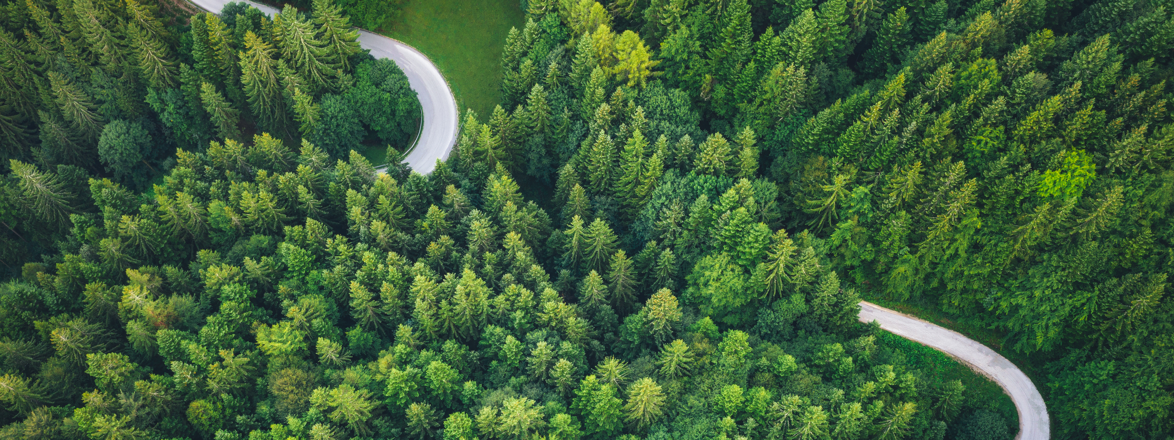 Idyllic winding road through the green pine forest,