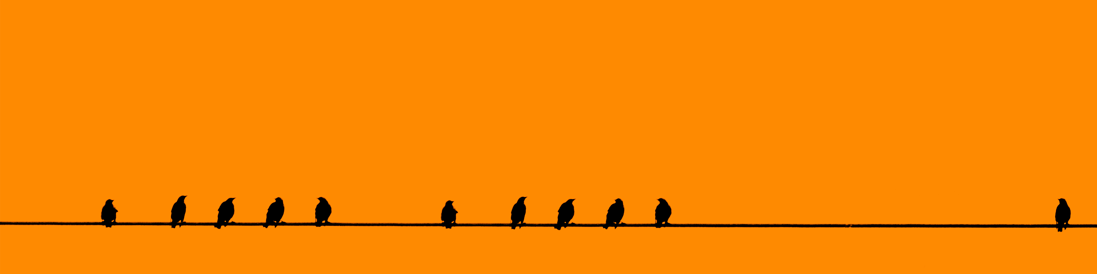 birds-on-a-wire
