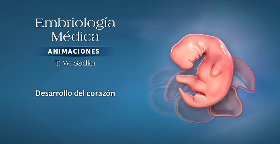 Desarrollo del corazón (Cover image for video)