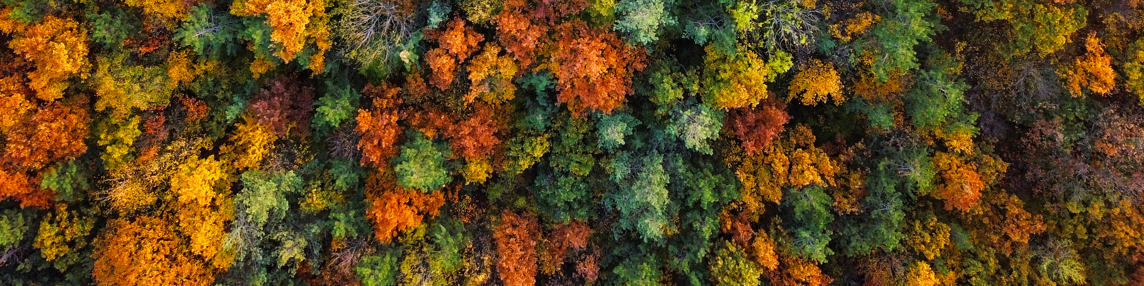 Overhead colorful mixed autumn forest aerial background, made directly from above,