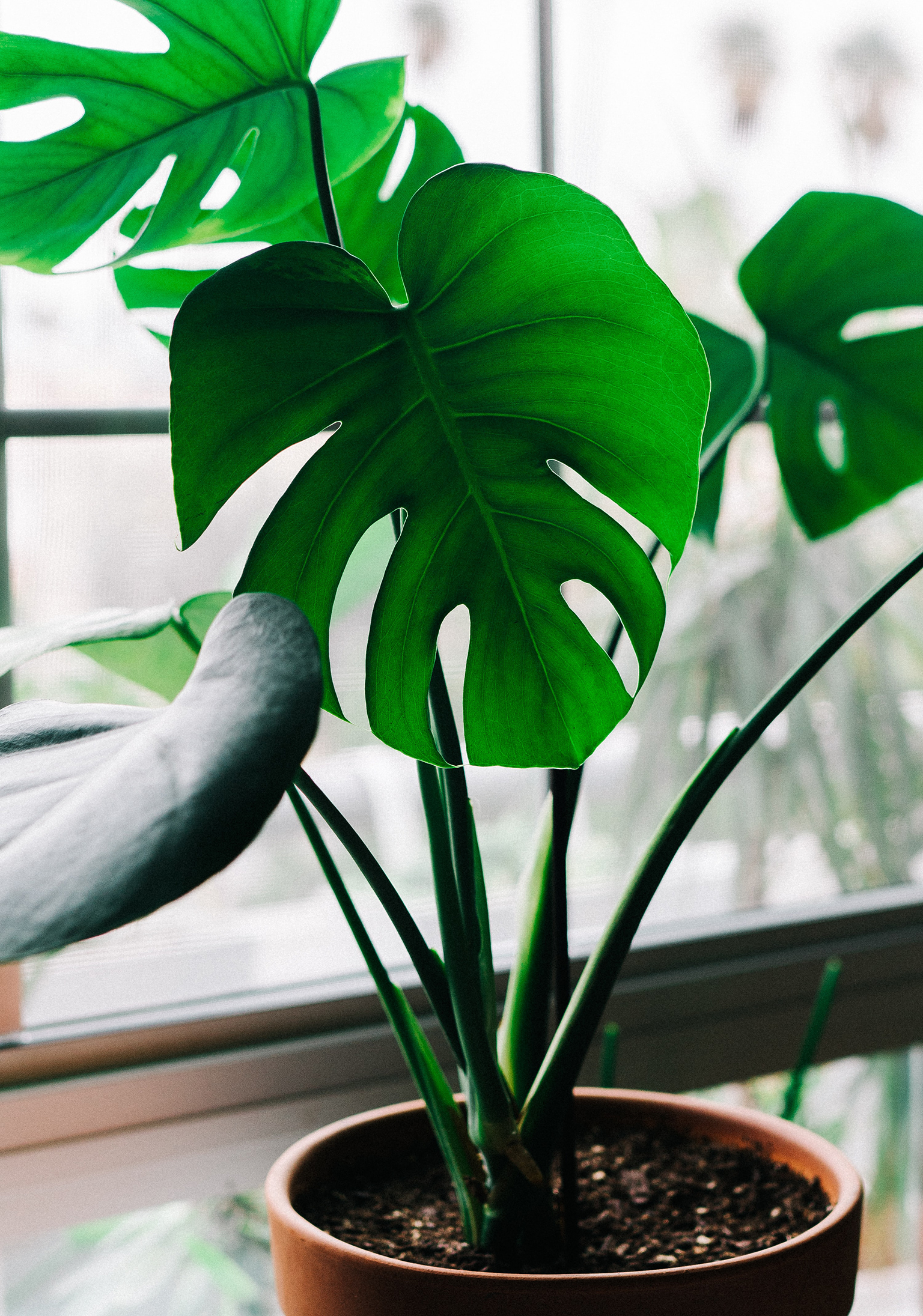 Indoor potted plant, large green leaves