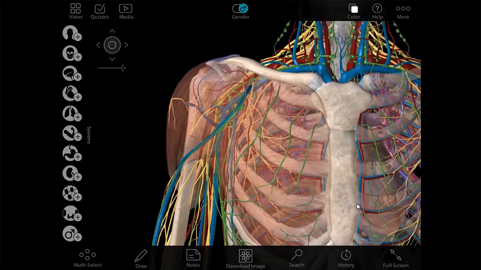 Screenshot of Visible Body Human Anatomy Atlas Walkthrough video