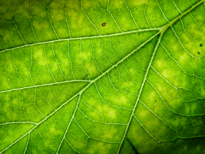 Closeup view of leaf surface with high resolution details