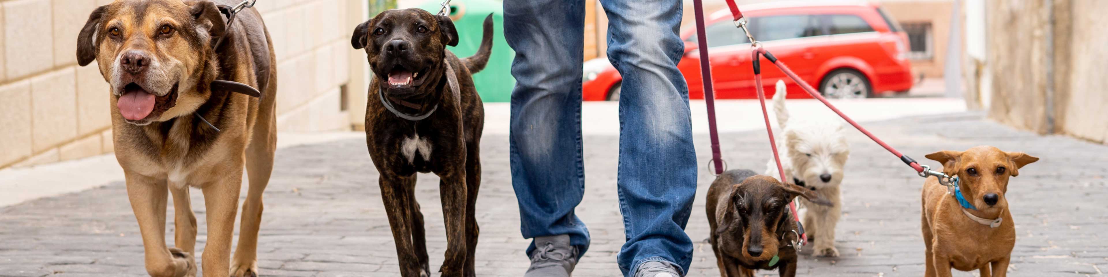 a man walking 5 dogs of all sizes