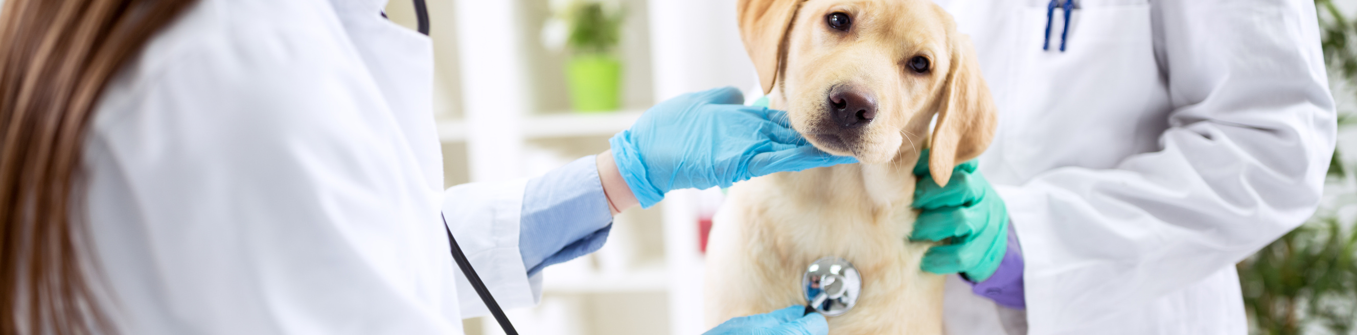 Veterinarian offices business license requirements