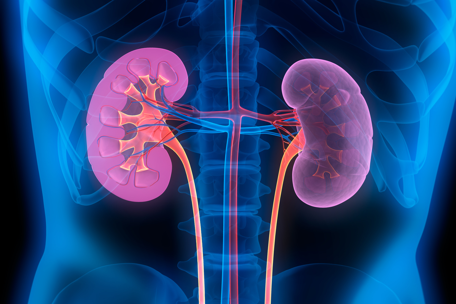 Graphic of kidneys