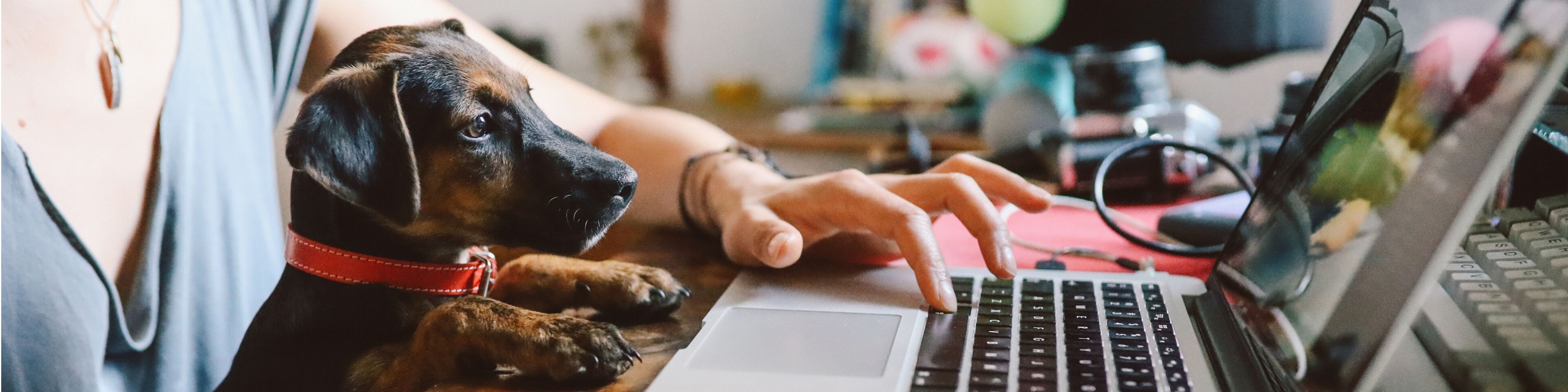 woman and dog working at home