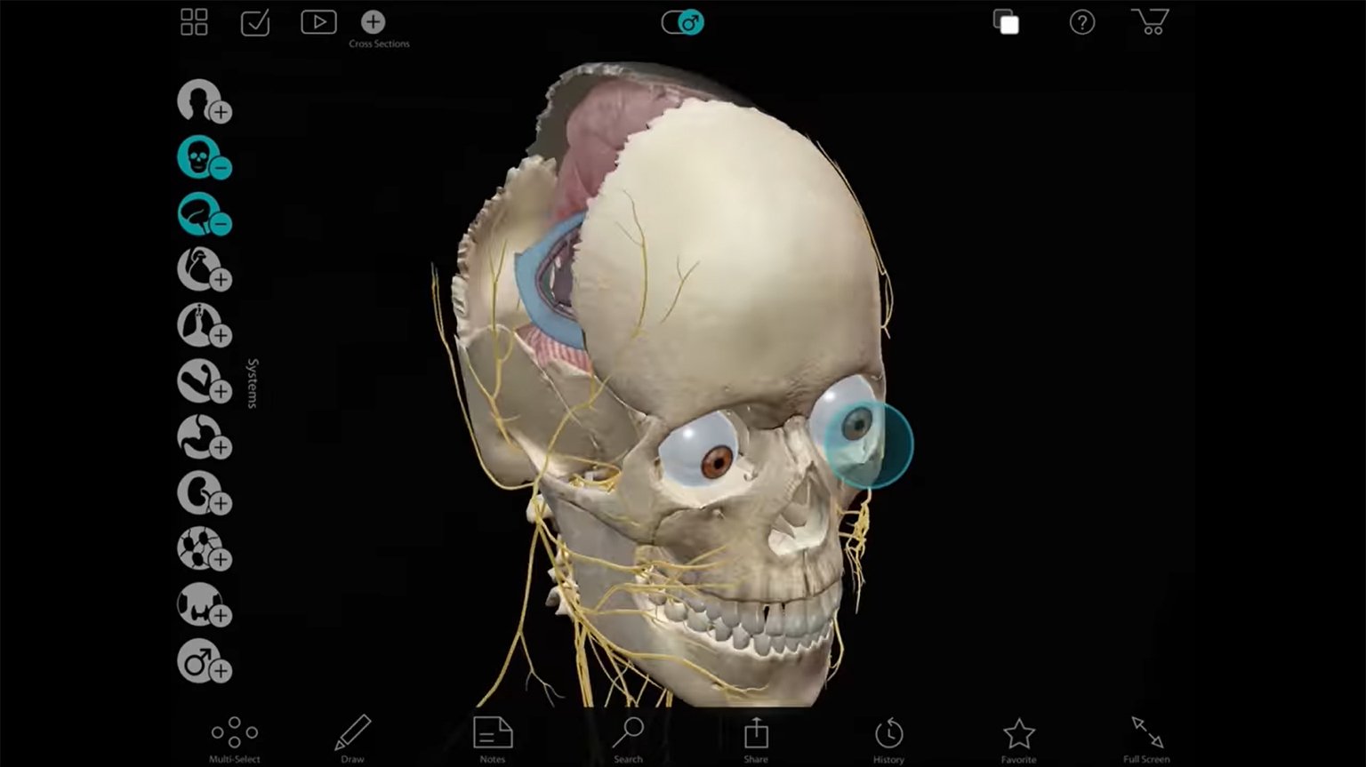 Screenshot of Visible Body Apps: Anatomical Precision in Real 3D video