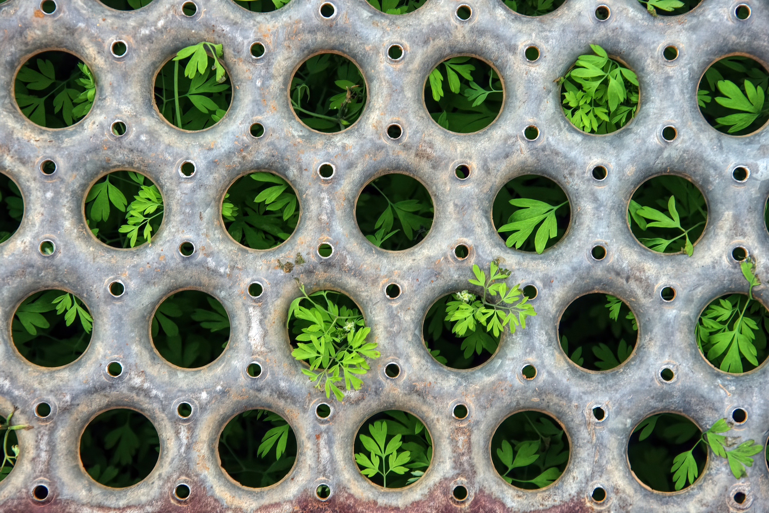 Young plants sprout through the round holes in a metal grate 