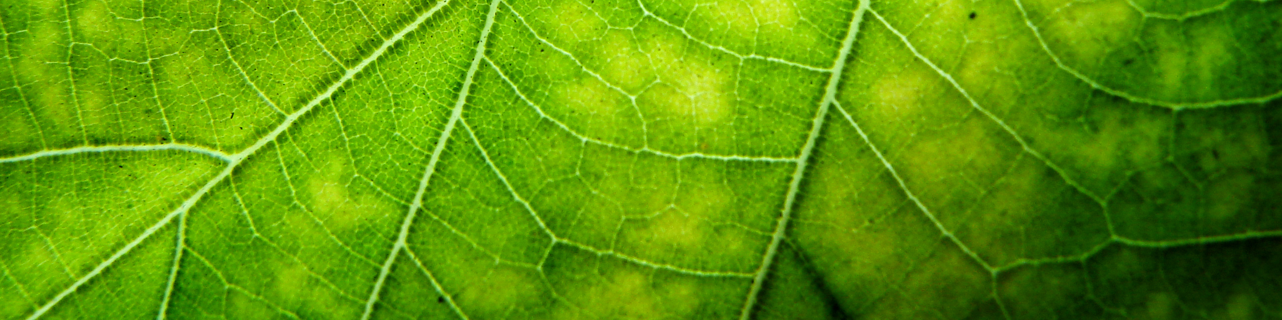 Closeup view of leaf surface with high resolution details