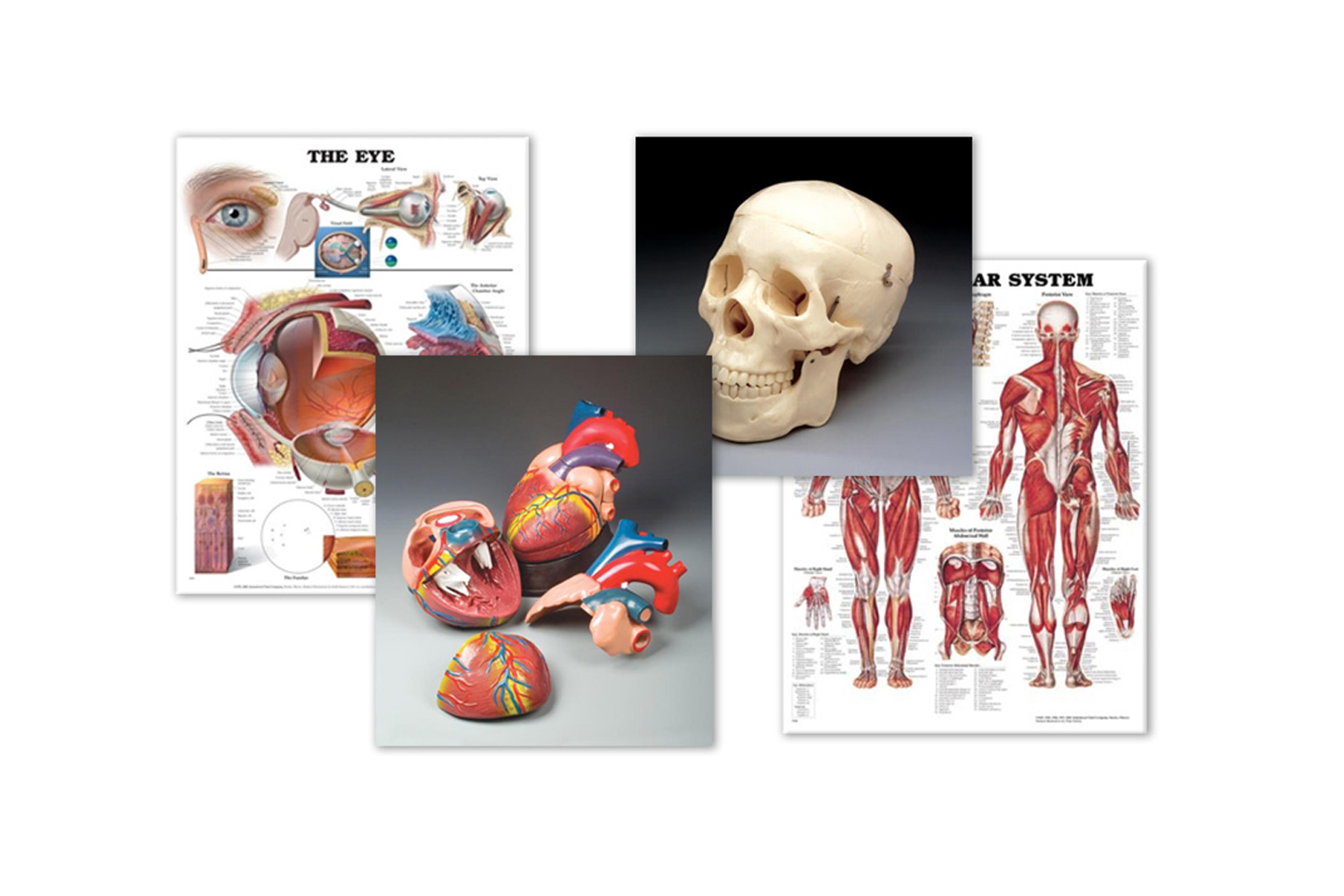 A collection of charts and images of of models from the Anatomy Chart Company