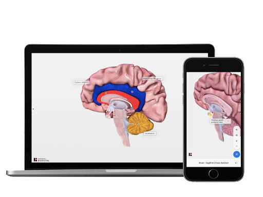 Anatomia umana, gli studi anche sul corpo femminile: il modello in 3D