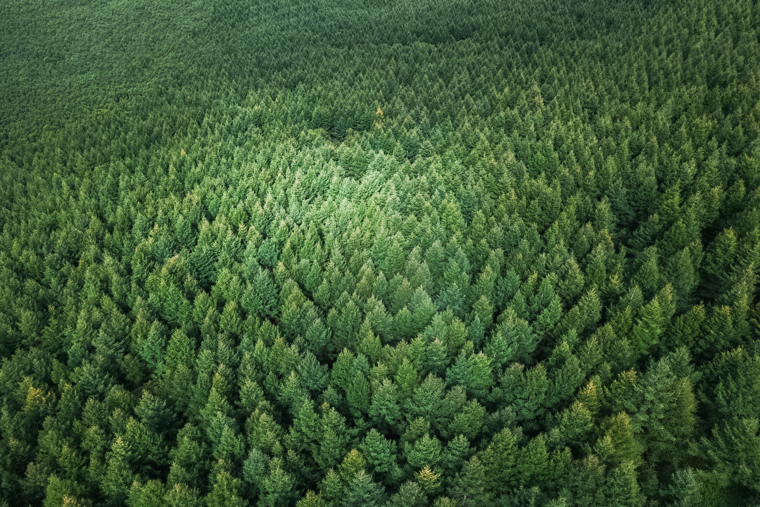 Aerial View of Nature Forest,