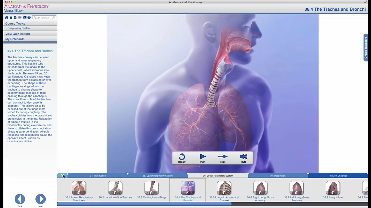 Screenshot of Instructor Molli Crenshaw lectures on the respiratory system using A&P video
