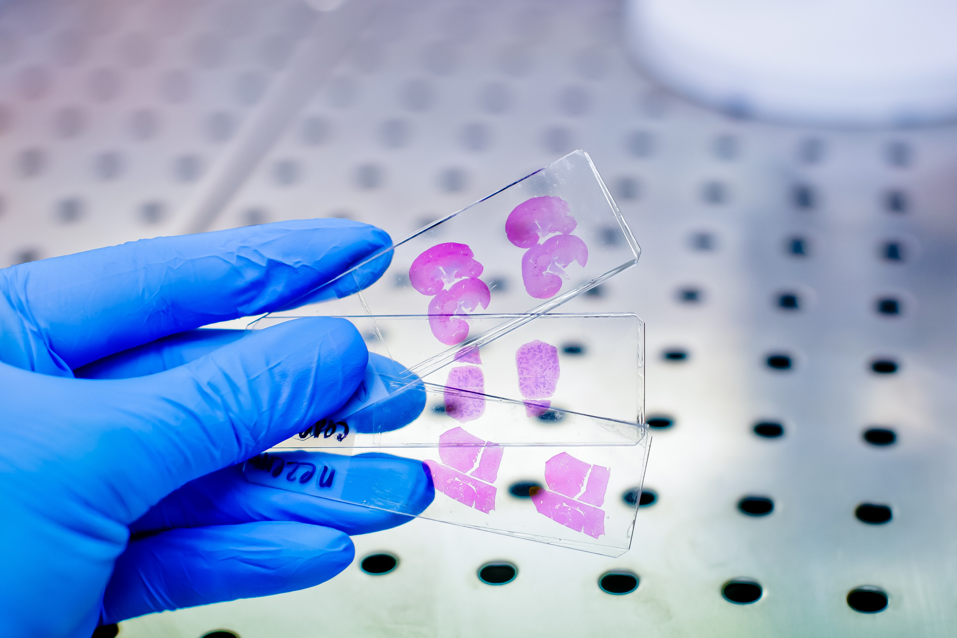 Microscope slides showing pink cultures