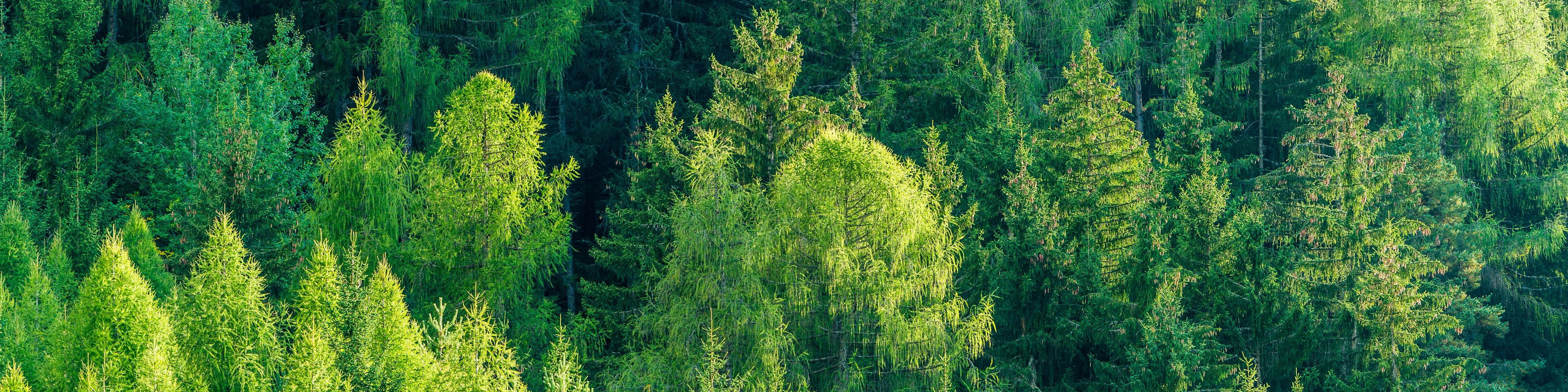 Forest of fir and pine trees