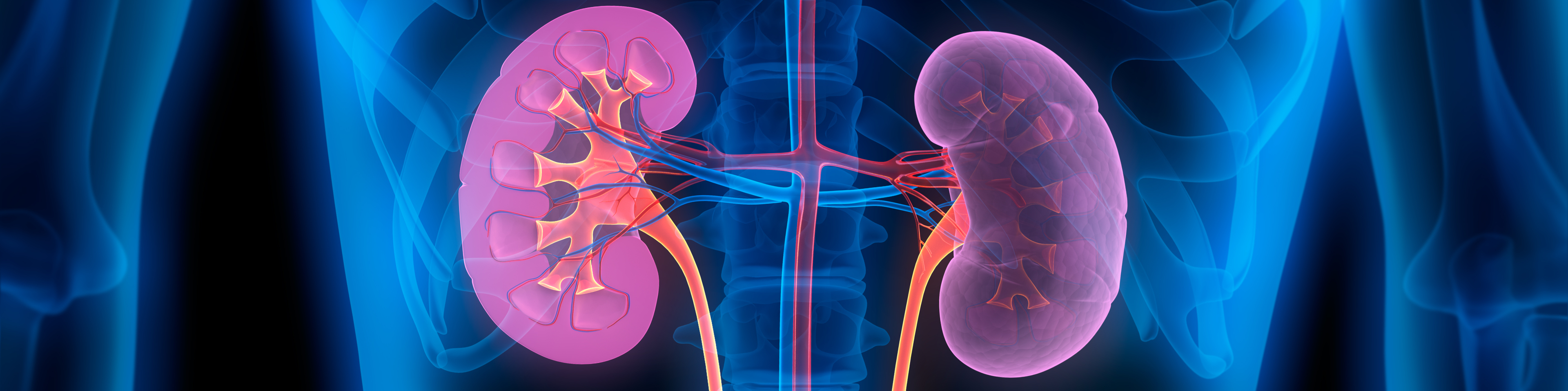 Graphic of kidneys