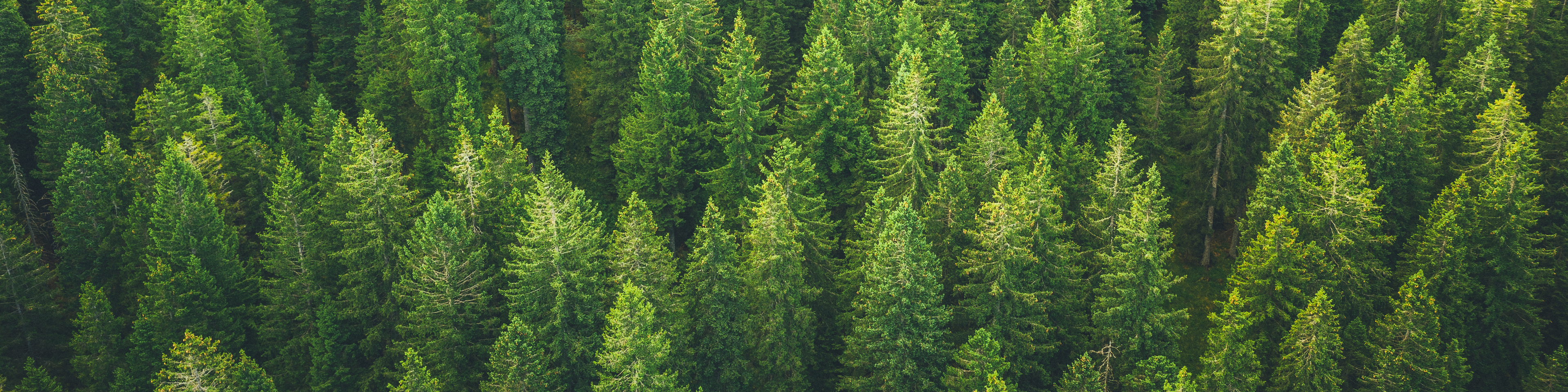 Aerial view on green pine forest.