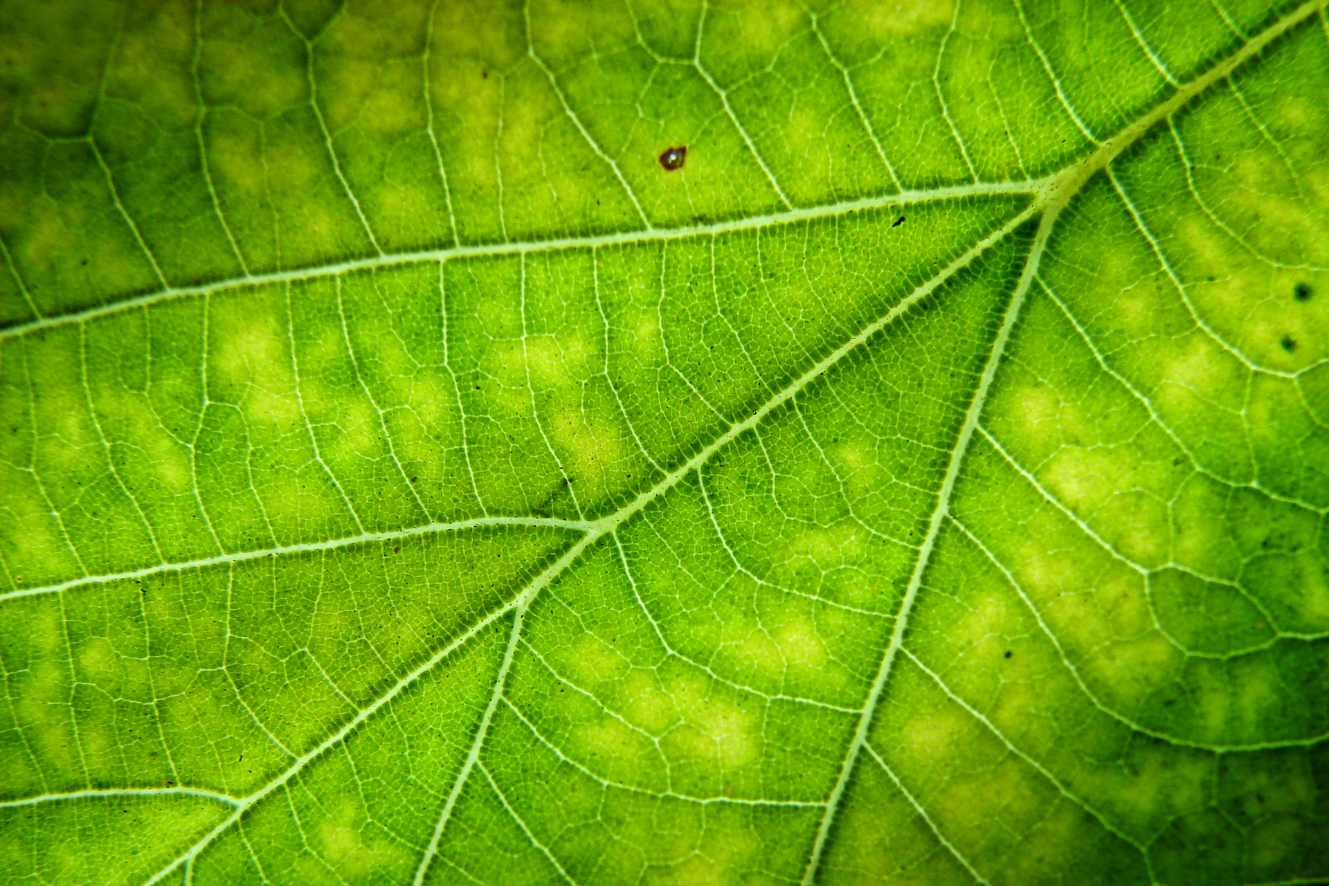 Closeup view of leaf surface with high resolution details