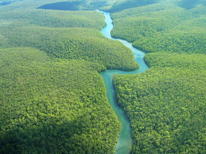 Greenery and River Aerial Photo