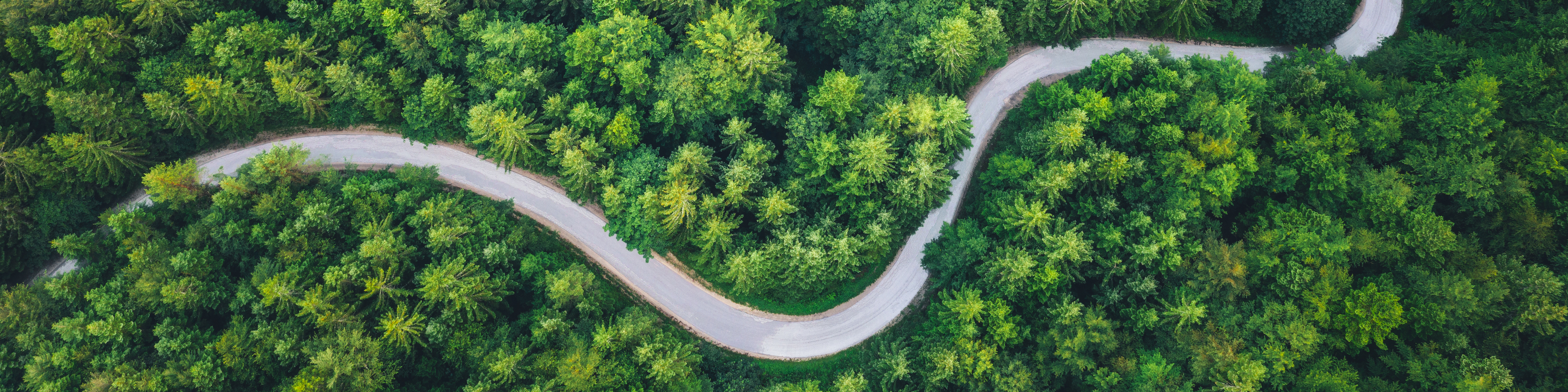 Idyllic winding road through the green pine forest,