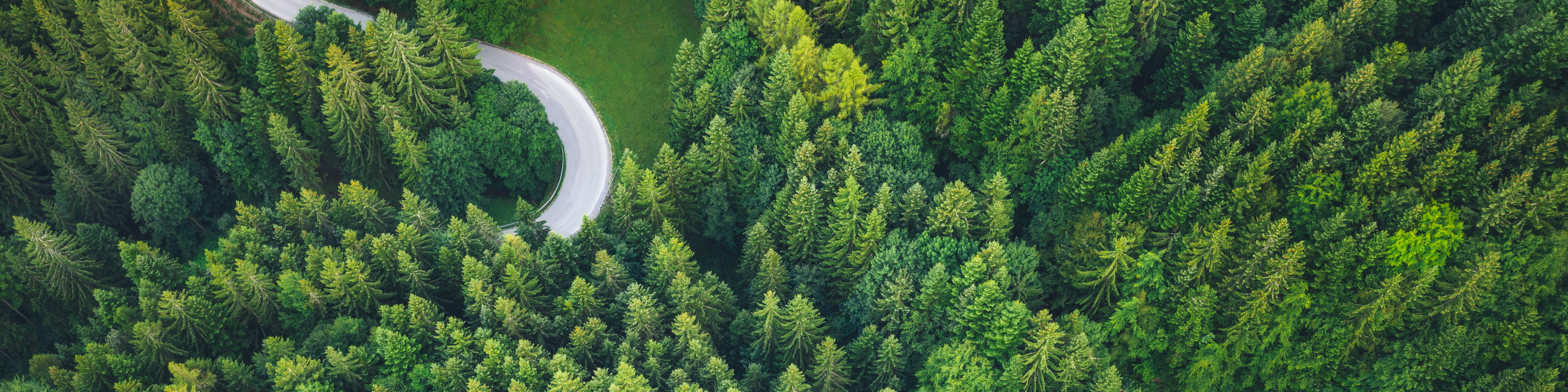 Idyllic winding road through the green pine forest,