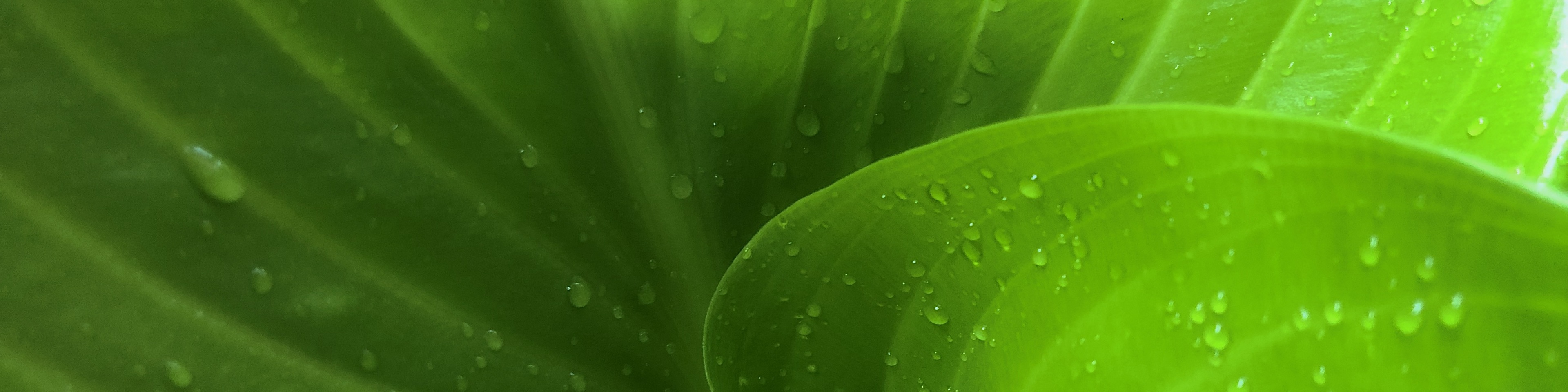 Water drop on green tropical leaf background