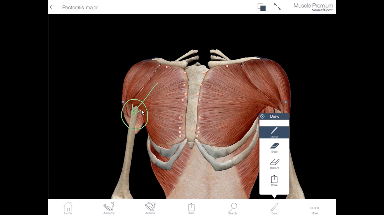 Screenshot of Visible Body Muscle Premium Tutorial video