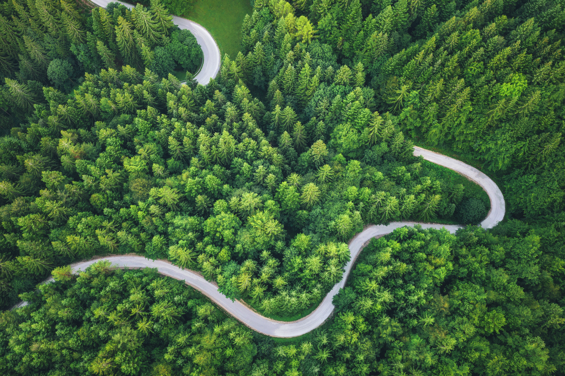 Idyllic winding road through the green pine forest,