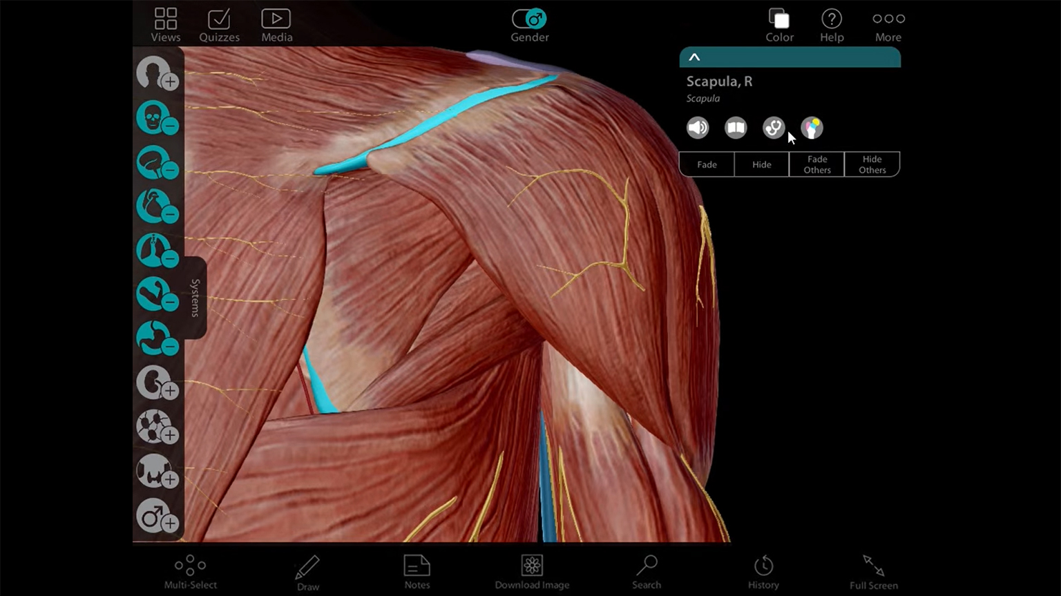 Screenshot of Human Anatomy Atlas 7 - PC/MAC Tutorial video