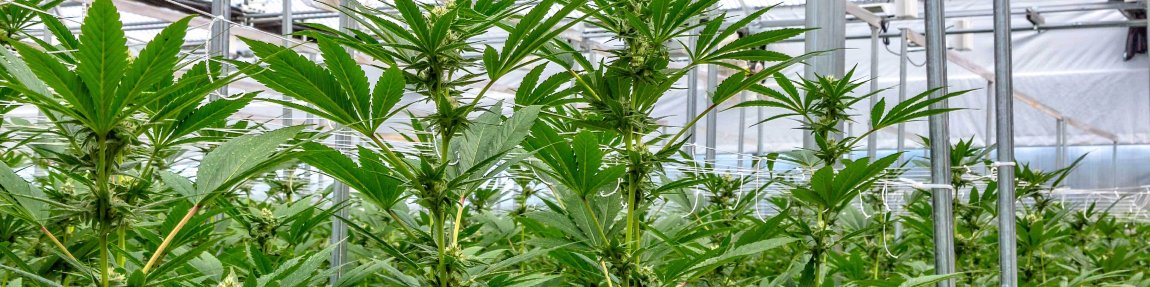 A marijuana cultivation farm requires the proper licenses