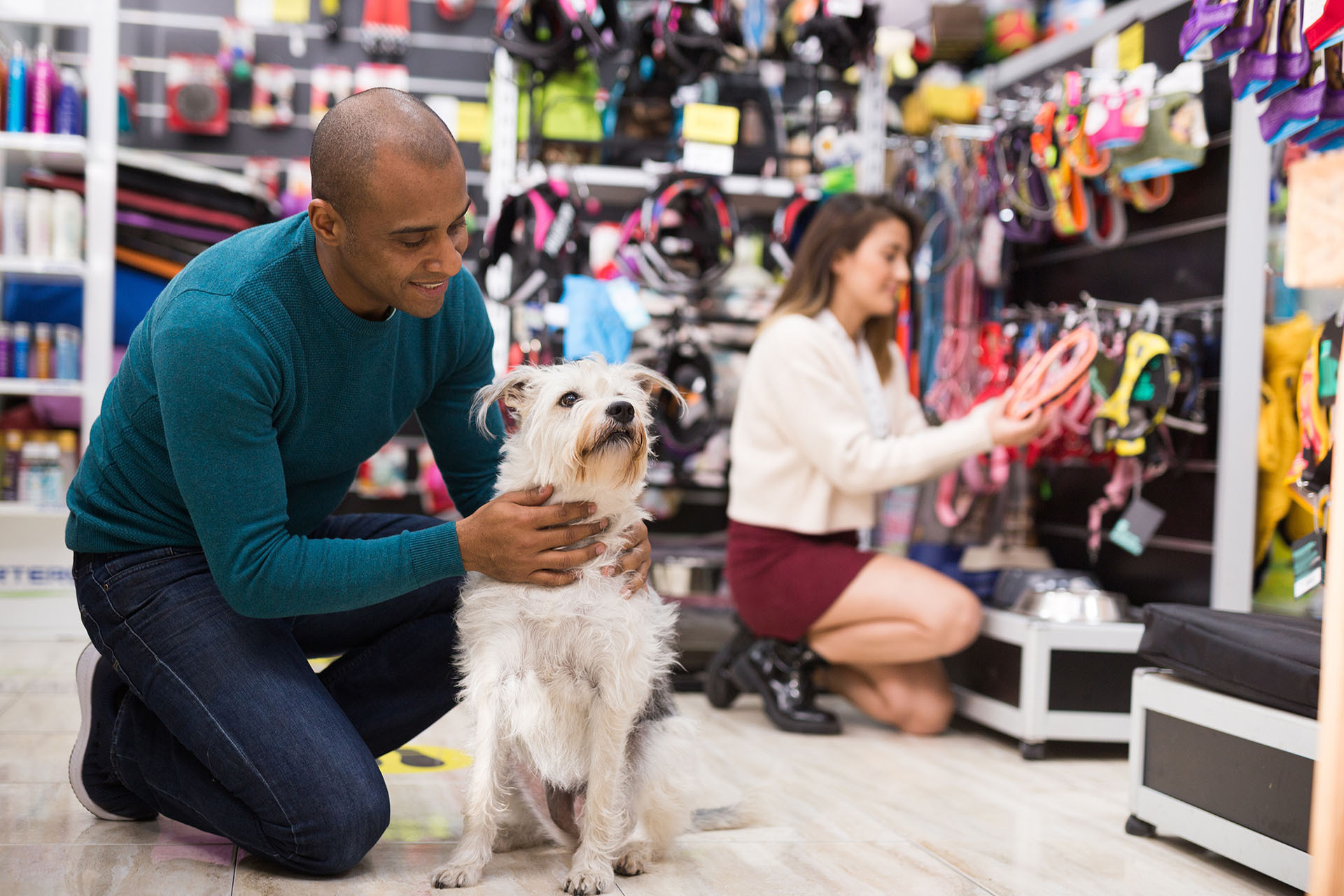 Animal shop dog shop