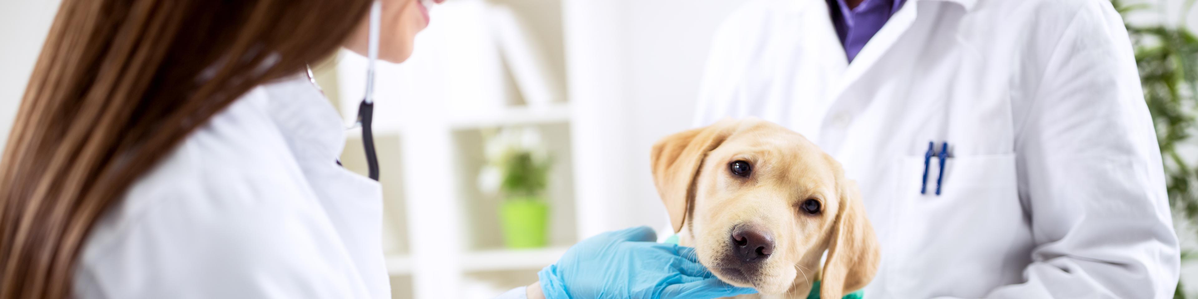 Veterinarian offices business license requirements